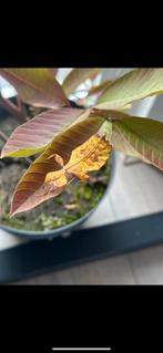 Eitjes veschikbaar van het wandelend blad Phyllium ortizi, Dieren en Toebehoren, Wandelende tak