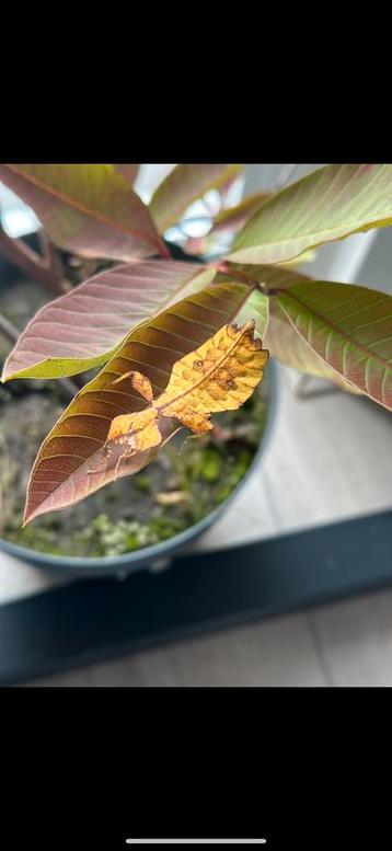 Eitjes veschikbaar van het wandelend blad Phyllium ortizi beschikbaar voor biedingen