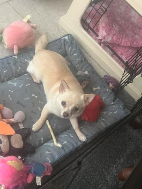 Chihuahua, Dieren en Toebehoren, Honden | Retrievers, Spaniëls en Waterhonden, Teef, Overige rassen, Particulier, Eén hond, Nederland