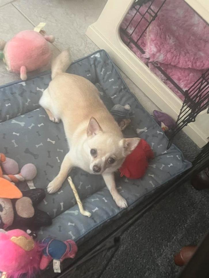 Chihuahua, Dieren en Toebehoren, Honden | Retrievers, Spaniëls en Waterhonden, Teef, Overige rassen, Particulier, Eén hond, Nederland