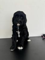 Australian labradoodle alf1 puppy’s, Dieren en Toebehoren, Honden | Niet-rashonden, 8 tot 15 weken, Groot, Meerdere, Meerdere dieren