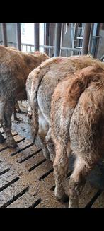 Luxe vleesrassen  blonde x limo, Dieren en Toebehoren, Meerdere dieren