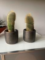 Cactus in pot, Volle zon, Vaste plant, Bloeit niet, Ophalen