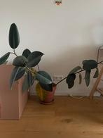 Plant in terracotta pot, Groene kamerplant, Ophalen, Halfschaduw, Minder dan 100 cm