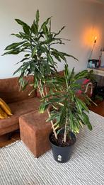 Plant, Ophalen, Overige soorten, Volle zon