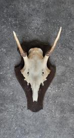 Trofee van een jong damhert, Ophalen of Verzenden, Zo goed als nieuw, Hert, Schedel