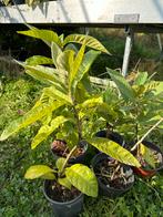 Jonge Loquat plant (Mispel), Ophalen, Volle zon, Vaste plant, Fruitplanten