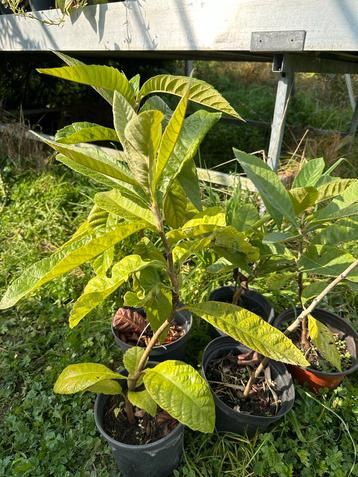 Jonge Loquat plant (Mispel) beschikbaar voor biedingen