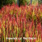 Imperata cyl. Red Baron japans bloedgras, Ophalen of Verzenden, Zomer, Siergrassen, Volle zon