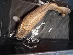 Grote ginrin kabuto ghost koi, Dieren en Toebehoren, Vissen | Vijvervissen, Karper of Koi