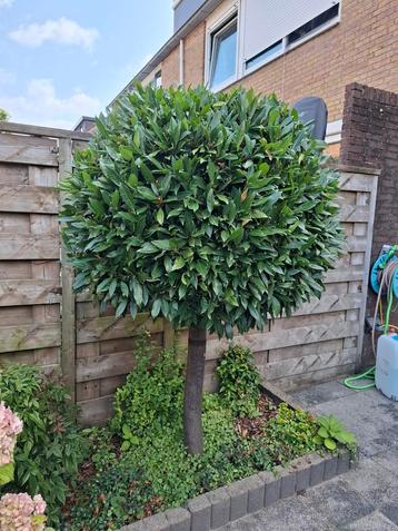 Laurierboom op stam beschikbaar voor biedingen