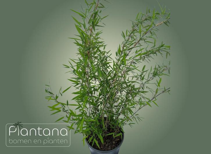 Bamboe, Tuin en Terras, Planten | Tuinplanten, Overige soorten, Ophalen