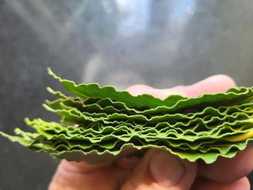 Laurierblaadjes uit eigen tuin.                      beschikbaar voor biedingen