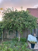 Kronkelhazelaar gratis af te halen zelf uitgraven, Tuin en Terras, Planten | Bomen, Ophalen, Overige soorten