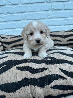 Maltipoo pups maltezer x toy poedel blond, Parvo, Nederland, Overige rassen, 8 tot 15 weken