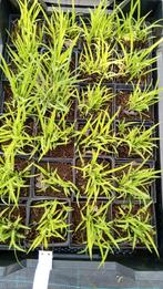 Hemerocallis Semmy Roussel, Tuin en Terras, Planten | Tuinplanten, Volle zon, Vaste plant, Zomer, Ophalen