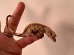 Wimpergekko gekko vrouw 12 cm 1,5 jaar oud, Dieren en Toebehoren, Reptielen en Amfibieën | Toebehoren, Ophalen, Terrarium of Paludarium
