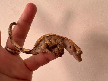 Wimpergekko gekko vrouw 12 cm 1,5 jaar oud beschikbaar voor biedingen