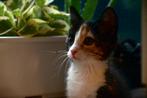 Lieve jonge poes zoekt een nieuw rustig thuis, Dieren en Toebehoren, Katten en Kittens | Overige Katten, Poes, Kortharig, 0 tot 2 jaar
