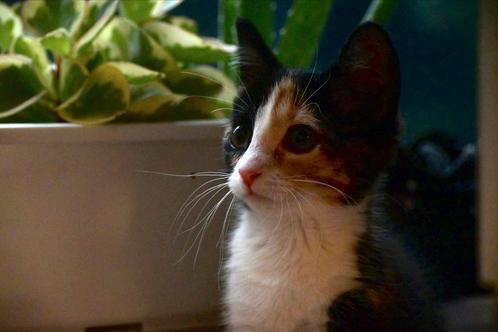 Lieve jonge poes zoekt een nieuw rustig thuis, Dieren en Toebehoren, Katten en Kittens | Overige Katten, Kortharig, Poes, 0 tot 2 jaar
