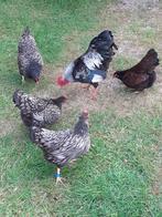 Barnevelder kriel, goud, dubbel gezoomd, Meerdere dieren, Kip