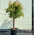 Granaatappelboom - Citrusboom - stamomvang 20-25 cm, Tuin en Terras, 100 tot 250 cm, Zomer, Volle zon, In pot