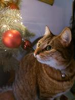 Nieuw huis voor onze poes/kat Sammy, Dieren en Toebehoren, Katten en Kittens | Overige Katten, Poes, Kortharig, 3 tot 5 jaar