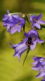 Campanula trachelium - Ruig klokje inheems, Ophalen of Verzenden, Halfschaduw