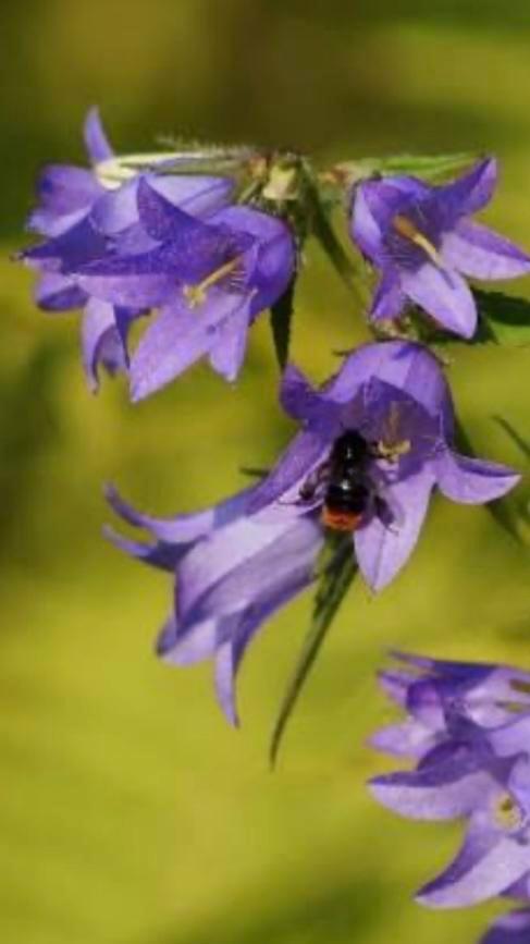 Campanula trachelium - Ruig klokje inheems, Tuin en Terras, Bloembollen en Zaden, Halfschaduw, Ophalen of Verzenden
