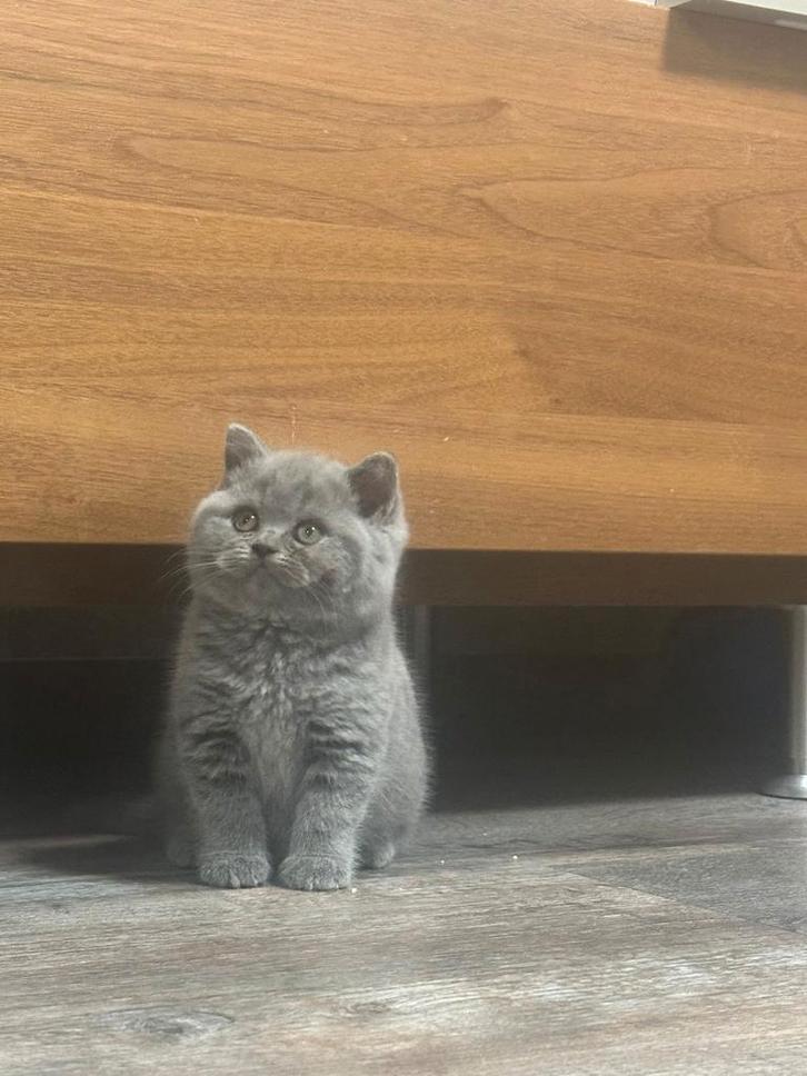 Brits/Britse korthaar kittens jongen met stamboom, Dieren en Toebehoren, Katten en Kittens | Raskatten | Korthaar, Meerdere dieren