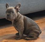 Franse bulldog pups (laatste reu ), Dieren en Toebehoren, Honden | Bulldogs, Pinschers en Molossers, Parvo, 8 tot 15 weken, Bulldog