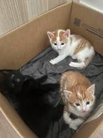 Kittens (01-06-2025), Dieren en Toebehoren, Katten en Kittens | Overige Katten, Kater