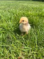Kuikens (Brahma), Dieren en Toebehoren, Pluimvee, Geslacht onbekend, Kip