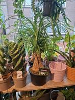 Beaucarnea (olifantenpoot), Overige soorten, In pot, Minder dan 100 cm, Groene kamerplant