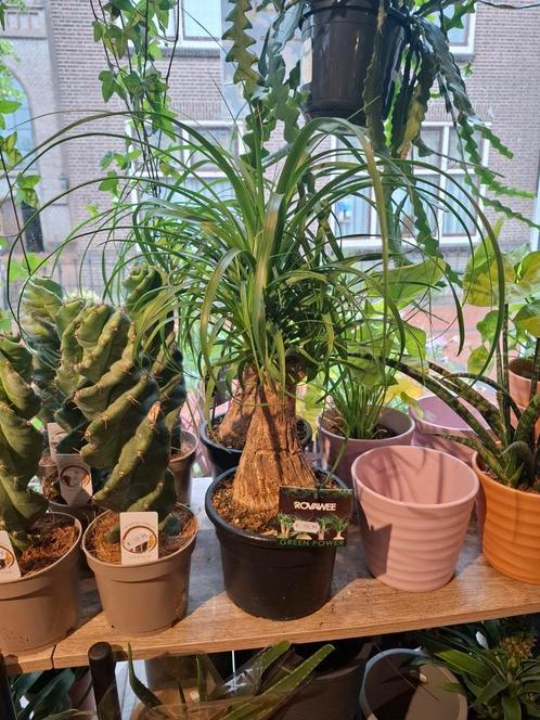 Beaucarnea (olifantenpoot), Huis en Inrichting, Kamerplanten, Overige soorten, Minder dan 100 cm, Groene kamerplant, Halfschaduw