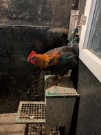 Jonge Haan, Marans haan, Dieren en Toebehoren, Mannelijk, Kip