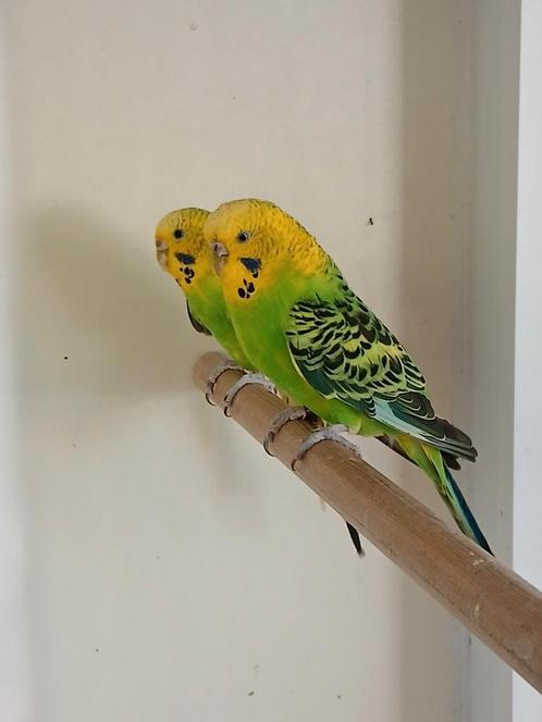 2 grasparkiet popjes samen voor:, Dieren en Toebehoren, Vogels | Parkieten en Papegaaien, Parkiet, Vrouwelijk