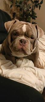 American bully, Dieren en Toebehoren, Honden | Bulldogs, Pinschers en Molossers, 15 weken tot 1 jaar, CDV (hondenziekte), Meerdere