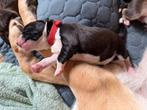 Puppy alert! Nog 1 dametje beschikbaar! Zie foto 10, Dieren en Toebehoren, 8 tot 15 weken, Labrador retriever, Meerdere, Meerdere dieren