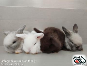 Raszuivere minilop baby konijntjes (transport mogelijk)