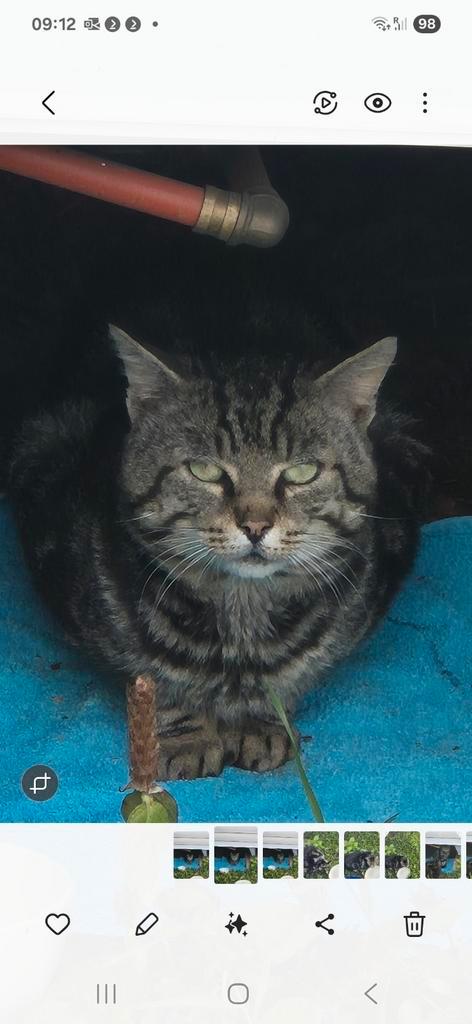 Kat/poes gevonden, Landal Warsberg, Duitsland, Dieren en Toebehoren, Vermiste en Gevonden Dieren