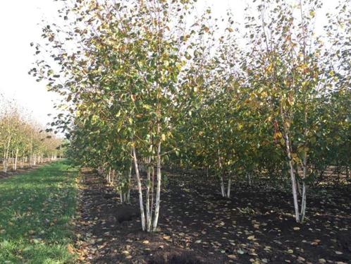 Witte berk, berkenboom, meerstammige witte berk, meerstam, Tuin en Terras, Planten | Bomen, Overige soorten, Volle zon, Ophalen of Verzenden