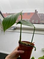 Philodendron dragon tail kamerplant, Huis en Inrichting, Kamerplanten, Overige soorten, Minder dan 100 cm, Ophalen of Verzenden