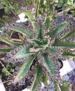 Kalanchoe Palma de Mallorca bio vaste kamerplant baby’s, Huis en Inrichting, Overige soorten, Ophalen of Verzenden, In pot, Minder dan 100 cm