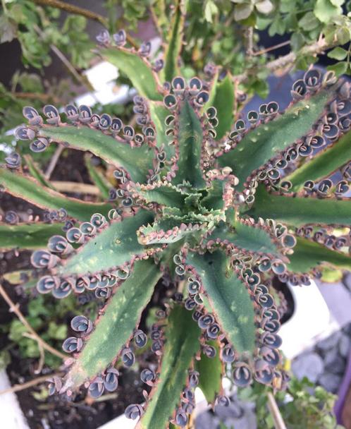 Kalanchoe Palma de Mallorca bio vaste kamerplant baby’s, Huis en Inrichting, Kamerplanten, Overige soorten, Minder dan 100 cm
