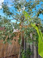 eucalyptus boom 3mtr hoog staat al in speciekuip bieden, Tuin en Terras, Planten | Bomen, Ophalen, Volle zon, Overige soorten