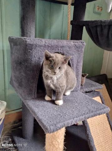 
Lieve grijs-witte kitten zoekt een warm thuis  beschikbaar voor biedingen