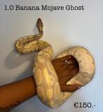 1.0 Banana Mojave Ghost 2022, Dieren en Toebehoren, Slang, 0 tot 2 jaar