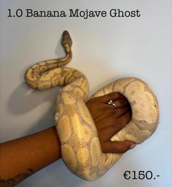 1.0 Banana Mojave Ghost 2022