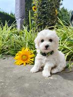Lieve pups; kruising Bichon Frisé en Coton de Tuléar, Dieren en Toebehoren, Honden | Chihuahua's en Gezelschapshonden, Overige rassen